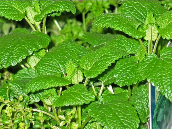 Lemon Balm Tea [pxhere]