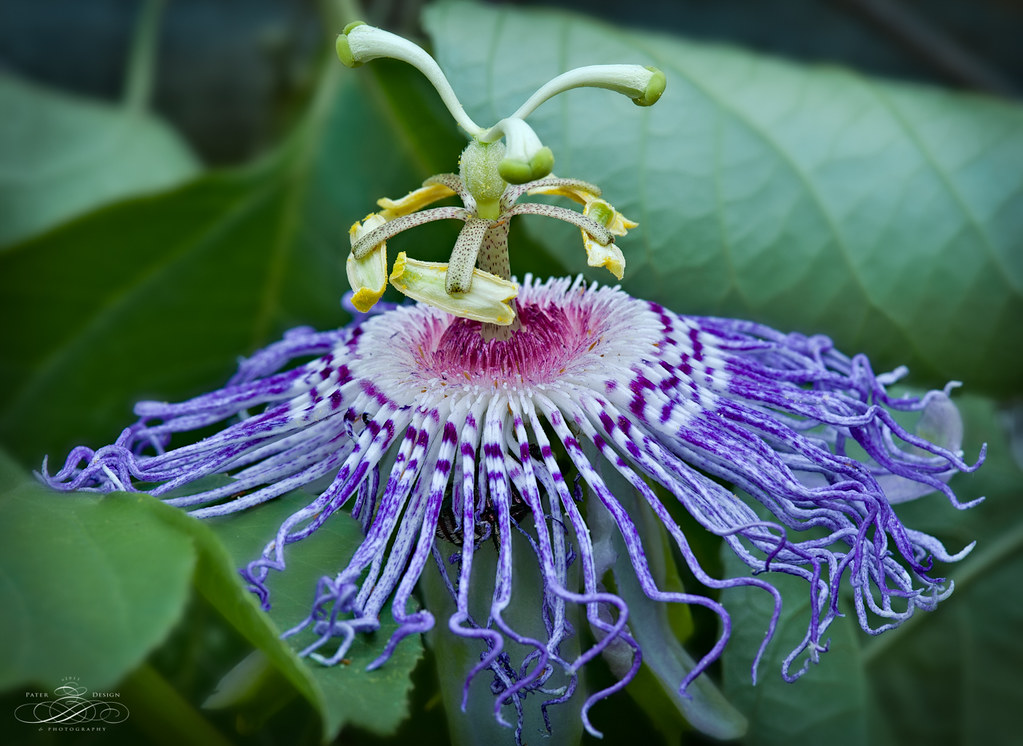Passionflower Tea