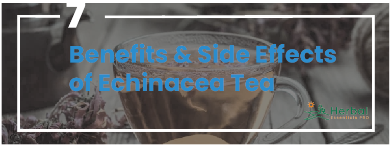 Read more about the article Echinacea Tea: The Ultimate Guide Including 7 Benefits & Side Effects